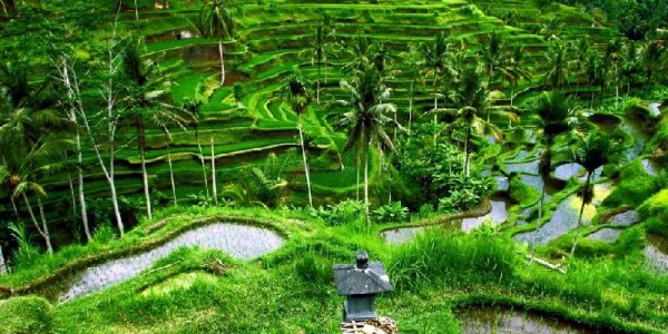 “Bali 7-Day Dream Escape: Island, Culture & Adventure”