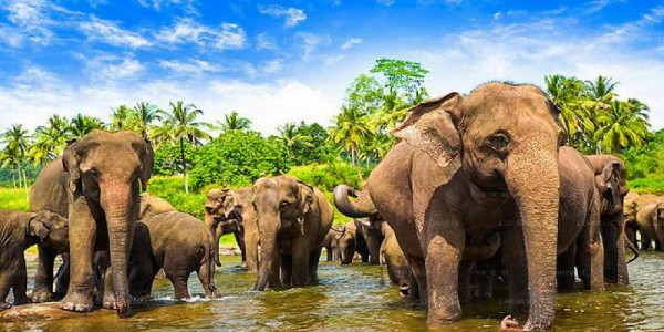 Serene Sri Lanka: 5-Day Tour with Beaches, Hills & Temples