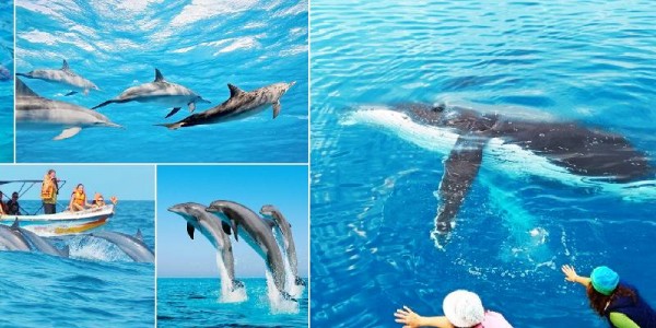 Discover Sri Lanka in 7 Days – Kandy, Mirissa, Bentota & Colombo