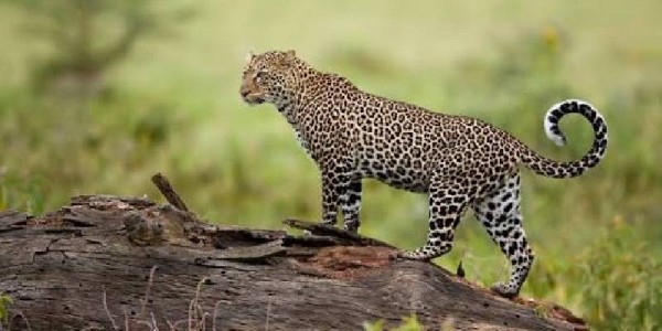 Kenya Wildlife Safari from Hyderabad – 6N/7D | Nairobi, Amboseli, Lake Elementaita & Masai Mara | BuildMyTrip